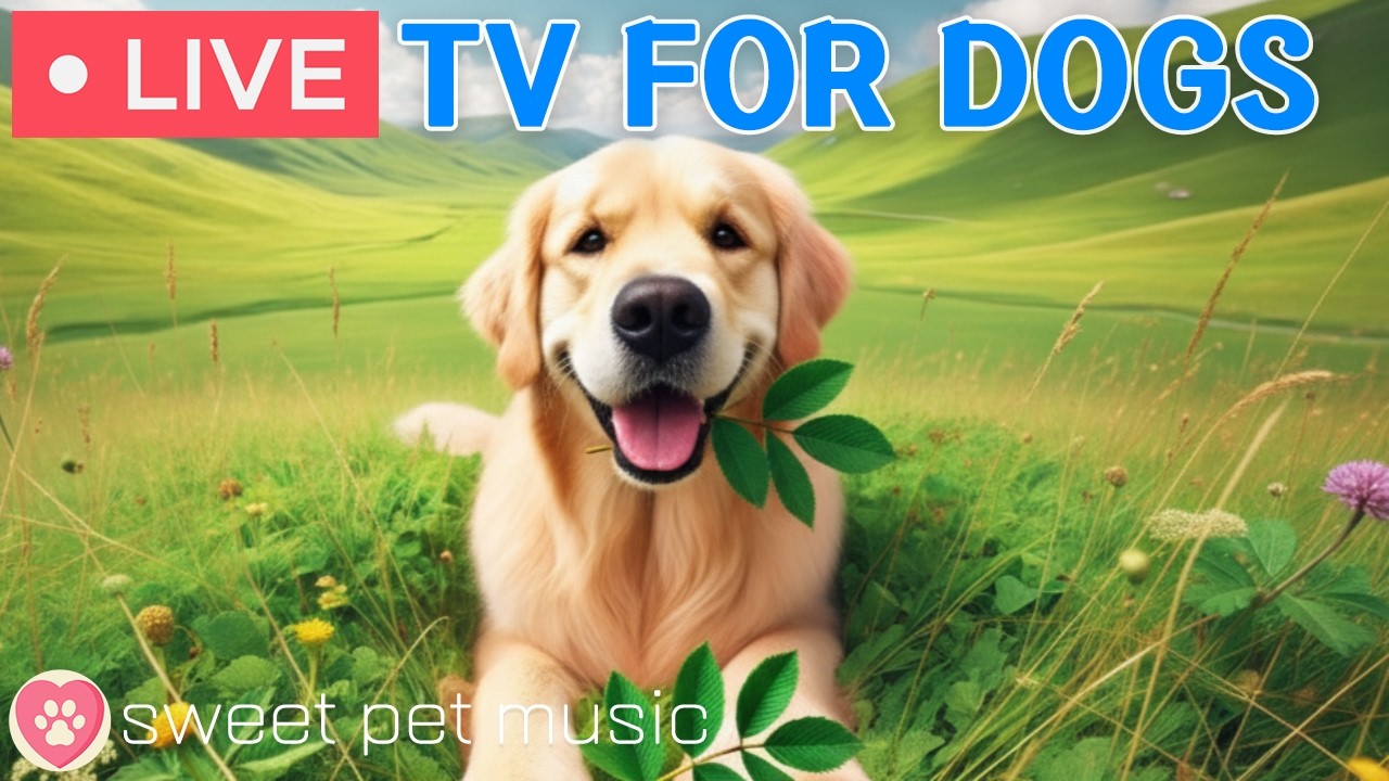 🔴24 Hours of Dog TV🎵🐶Calming Music for Dog Sleep🐾🩷Soothing Dog Music Eases Stress and Anxiety