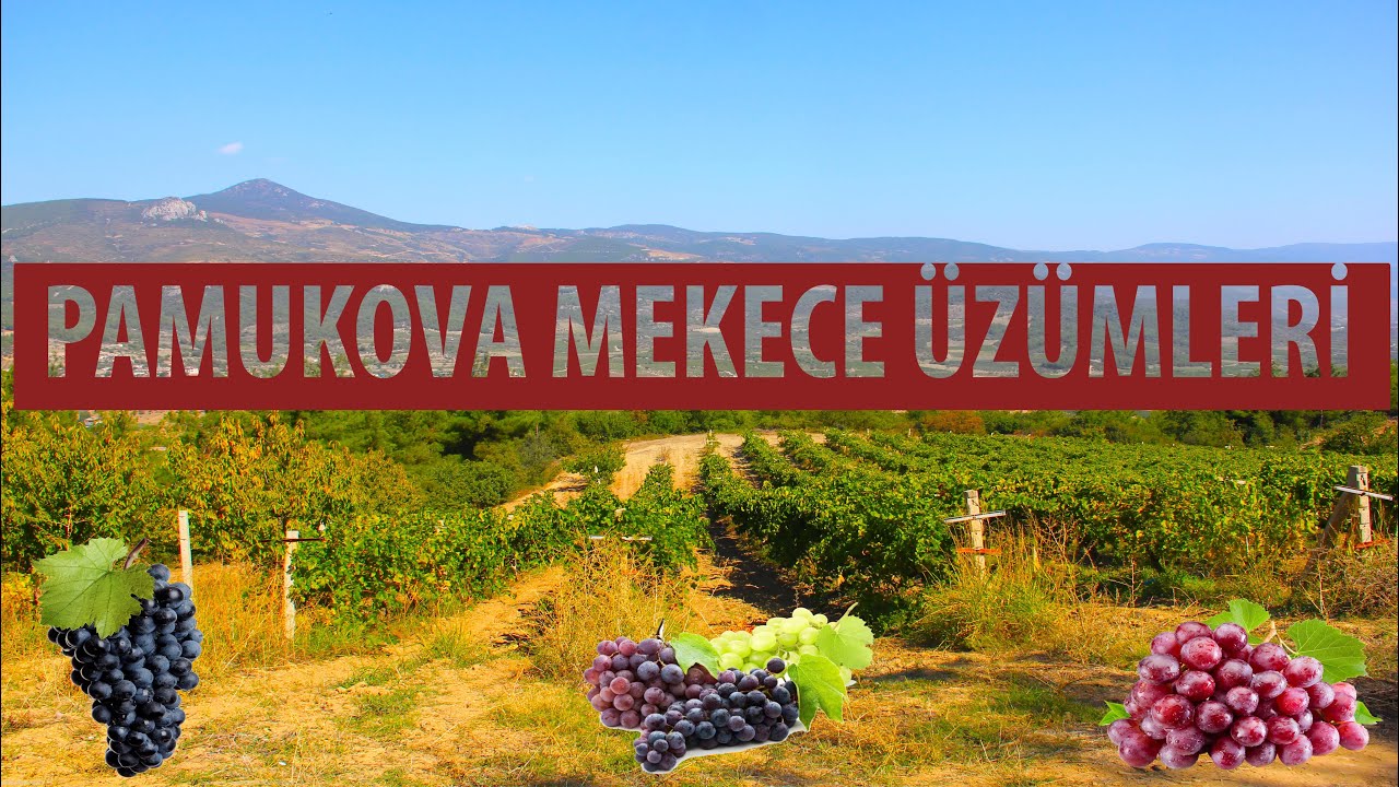 PAMUKOVA MEKECE DOĞASI VE  ÜZÜMLERİ /2022