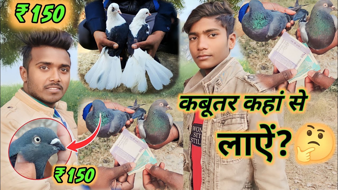 😲🕊️मात्र ₹150 ki कबूतरीं खरीदने गयें शहेजहानपरी कबूतर लाऐं ✌️😜