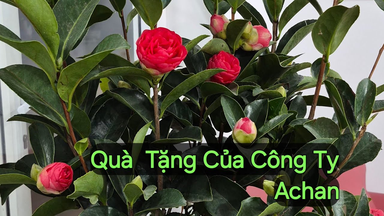 Achan Shop Tam Phú đang phát trực tiếp Quà từ cty Achan
