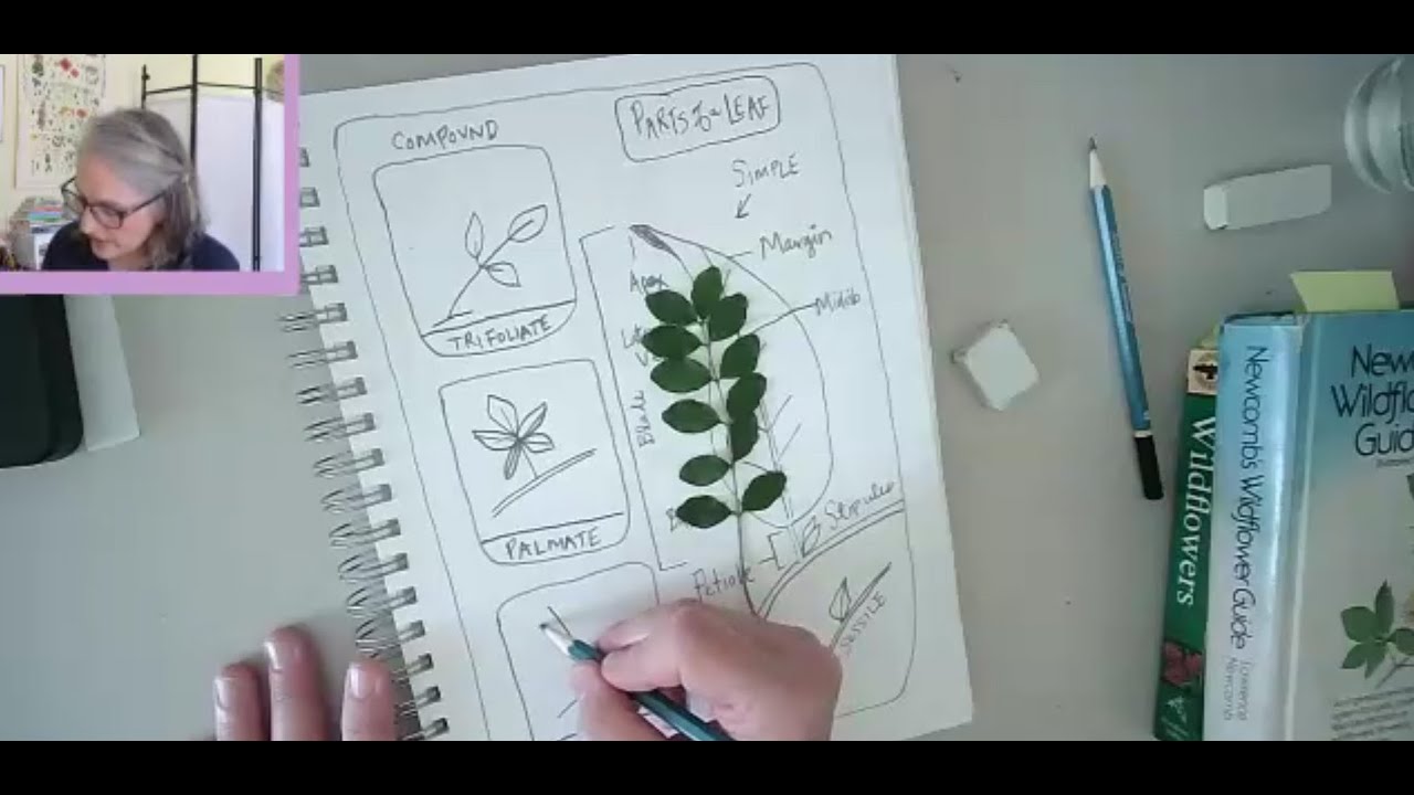 Botany for Beginners: Drawing the Basics with Nina Veteto