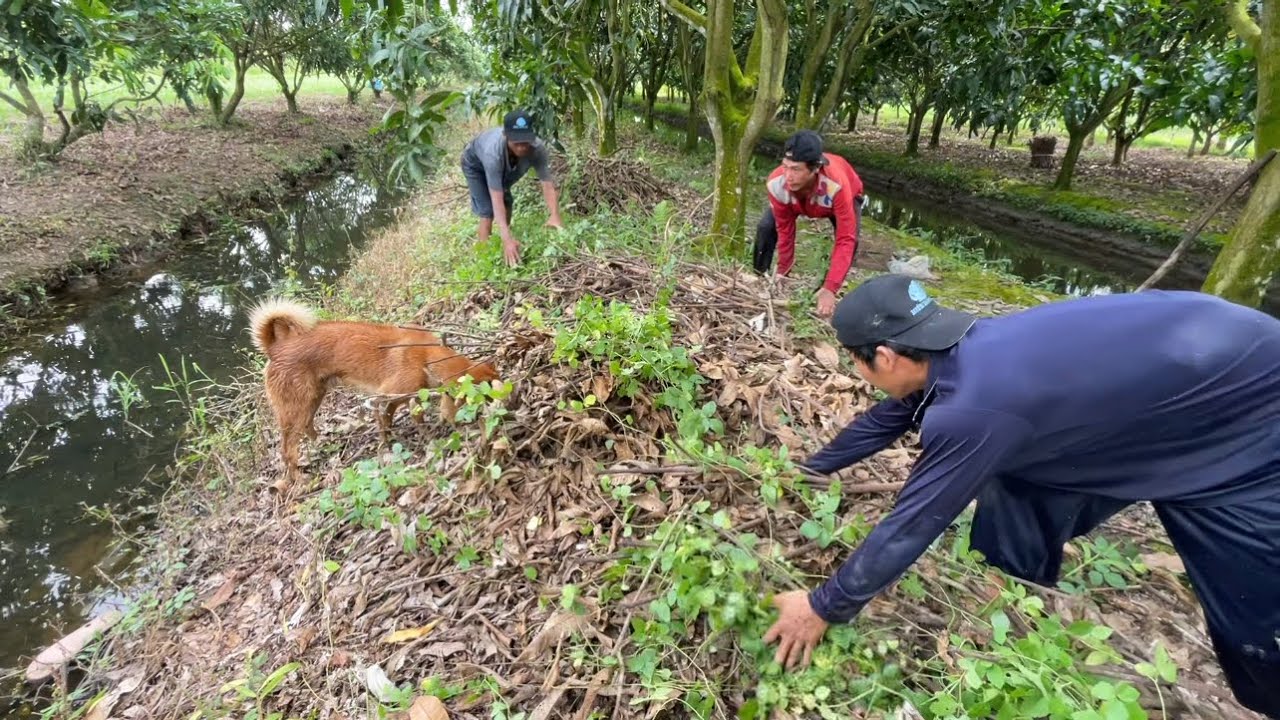 Trúng Ngày Rắn Hội Nhiều Hơn Chuột | Hunting | - TT1814