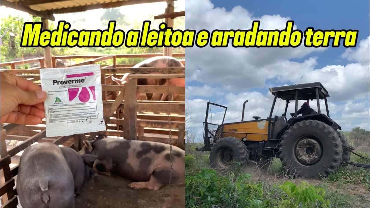 Remédio contra vermes e a futura roça de milho✅