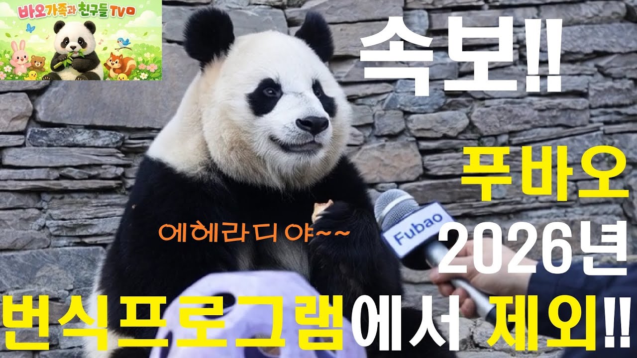 [풀영상] 기쁜 속보!! 푸바오 2026년 번식프로그램에서 제외!!