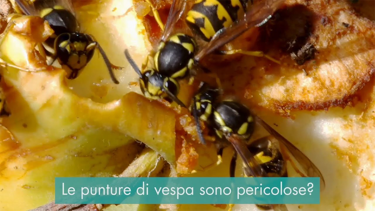 Puntura di vespa o ape? Ecco cosa fare.