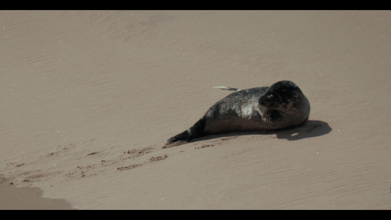 Helping Rescue Seals on the Norfolk Coast | Powered by ERS