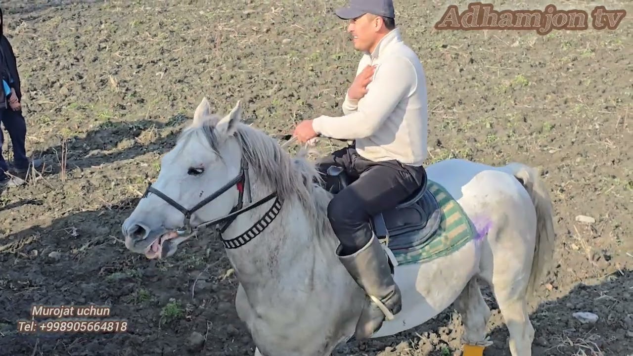 Sarqo'rg'onda katta kupkari 01.02.2026 HD farmatta 