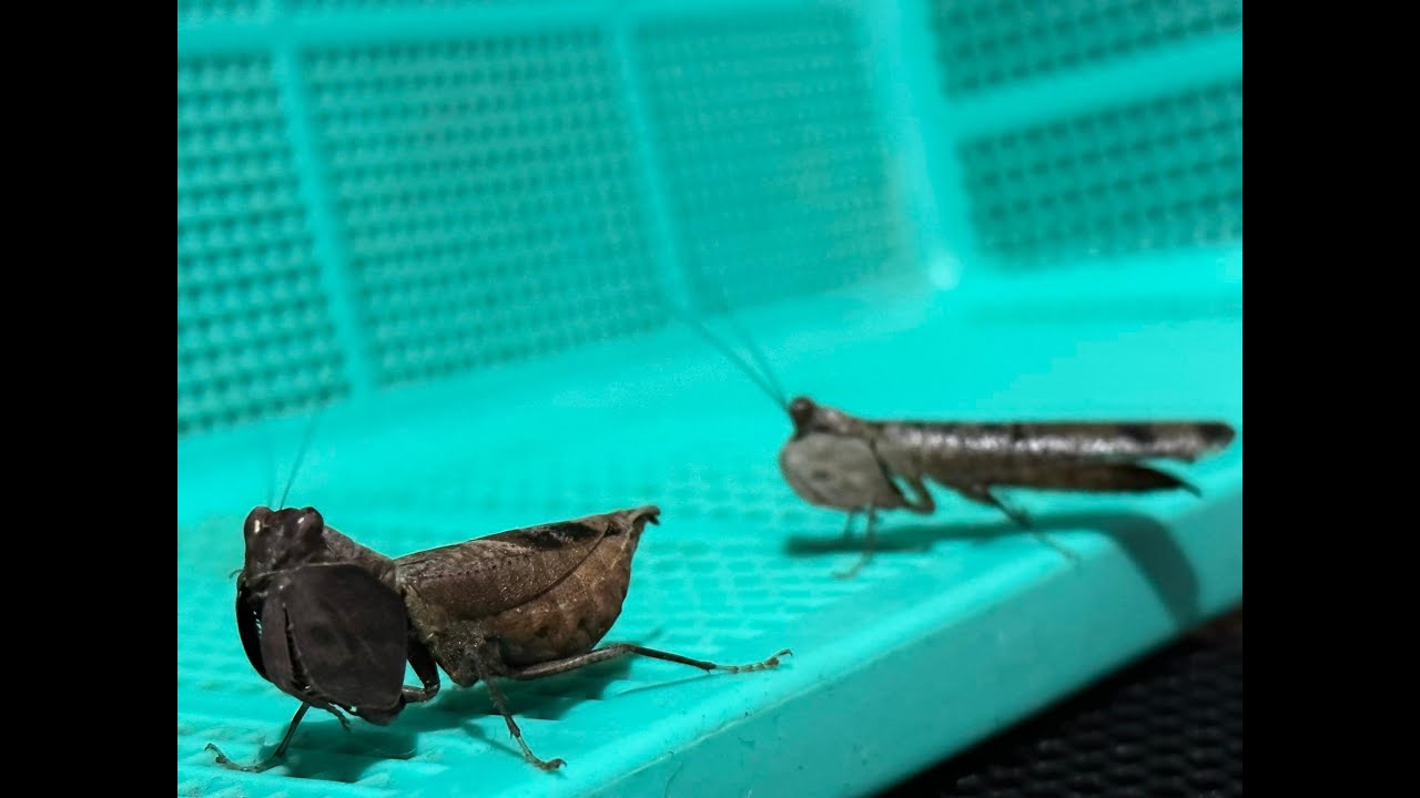 Insecto palo Indio y Reproducción de mantis boxeadora!!