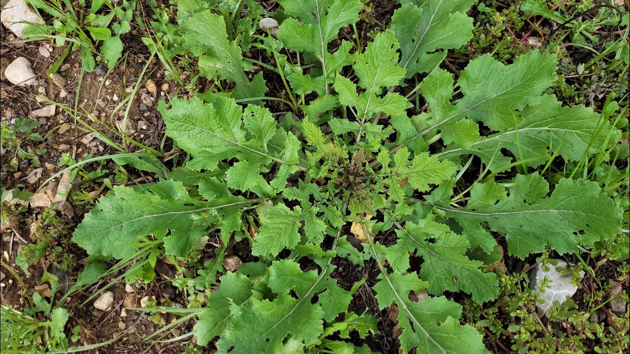 Sizlerle beraber yenilebilir OT toplayalım🍀🌱