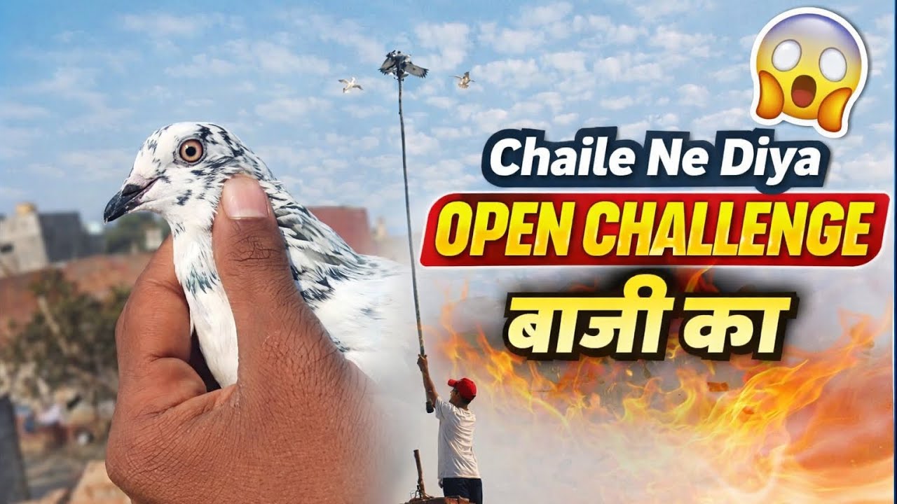 Chaile na diya Open challenge Baji ka 🕊️🤩