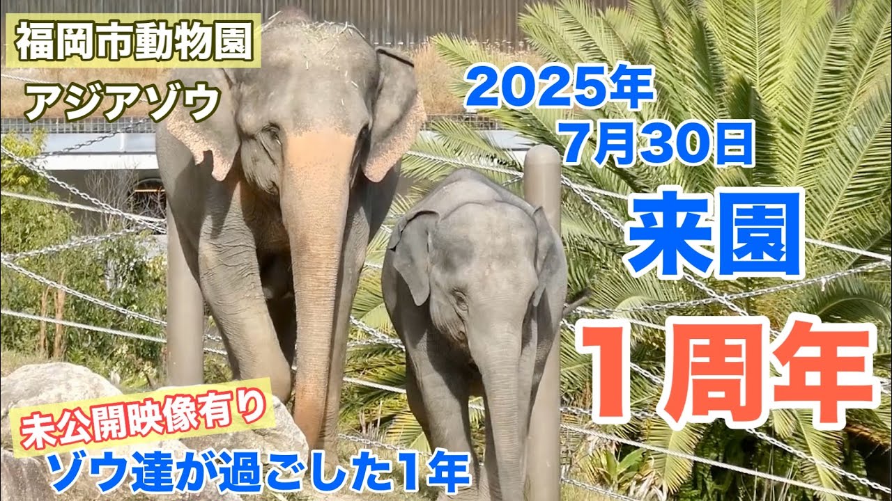 福岡市動物園ゾウ達が過ごした1年の日々