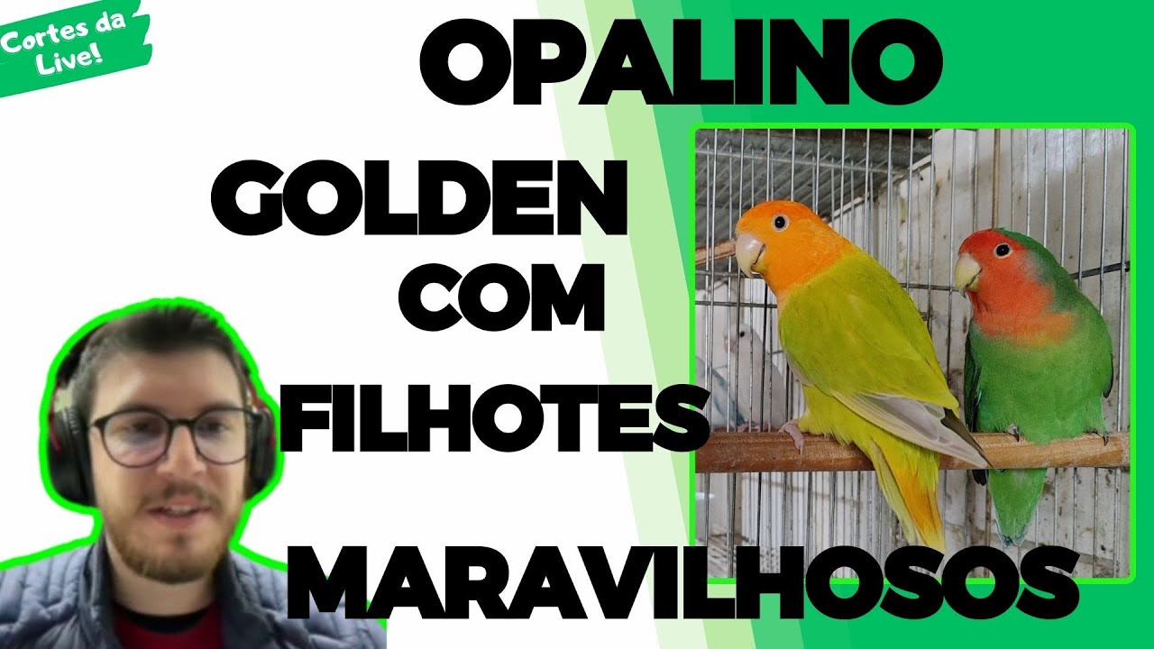 O AGAPORNIS OPALINO GOLDEN CAMPEÃO!!!