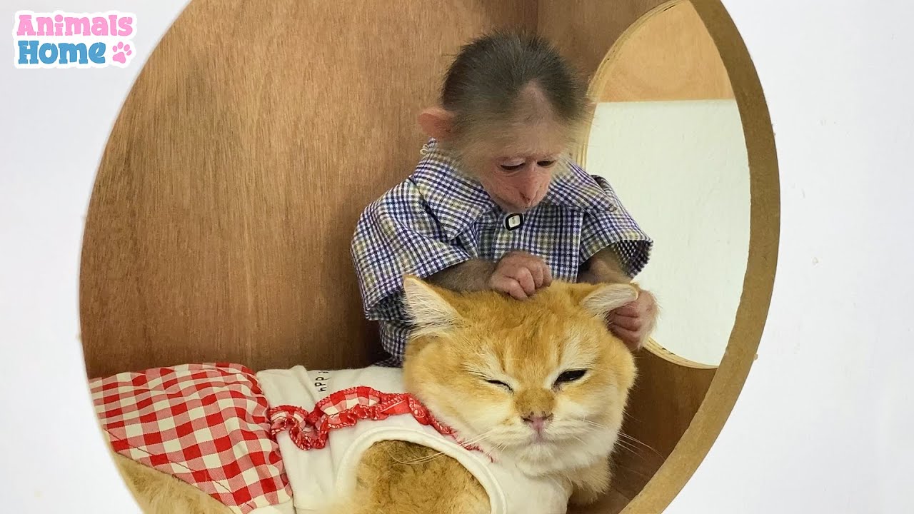 BiBi obedient plays happily with Ody cat