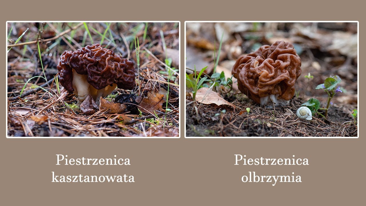 Porównanie piestrzenicy kasztanowatej z piestrzenicą olbrzymią