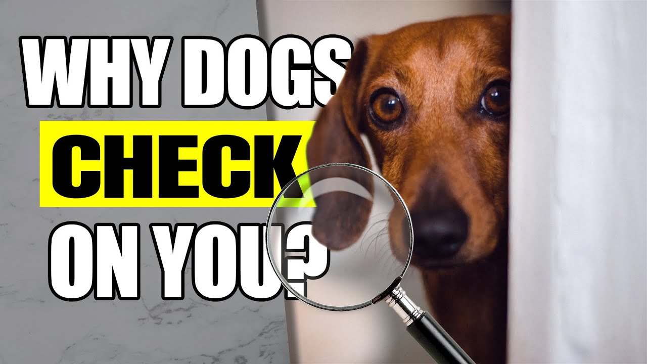 Why Does Your Dog Keep Checking On You - The Surprising Truth!