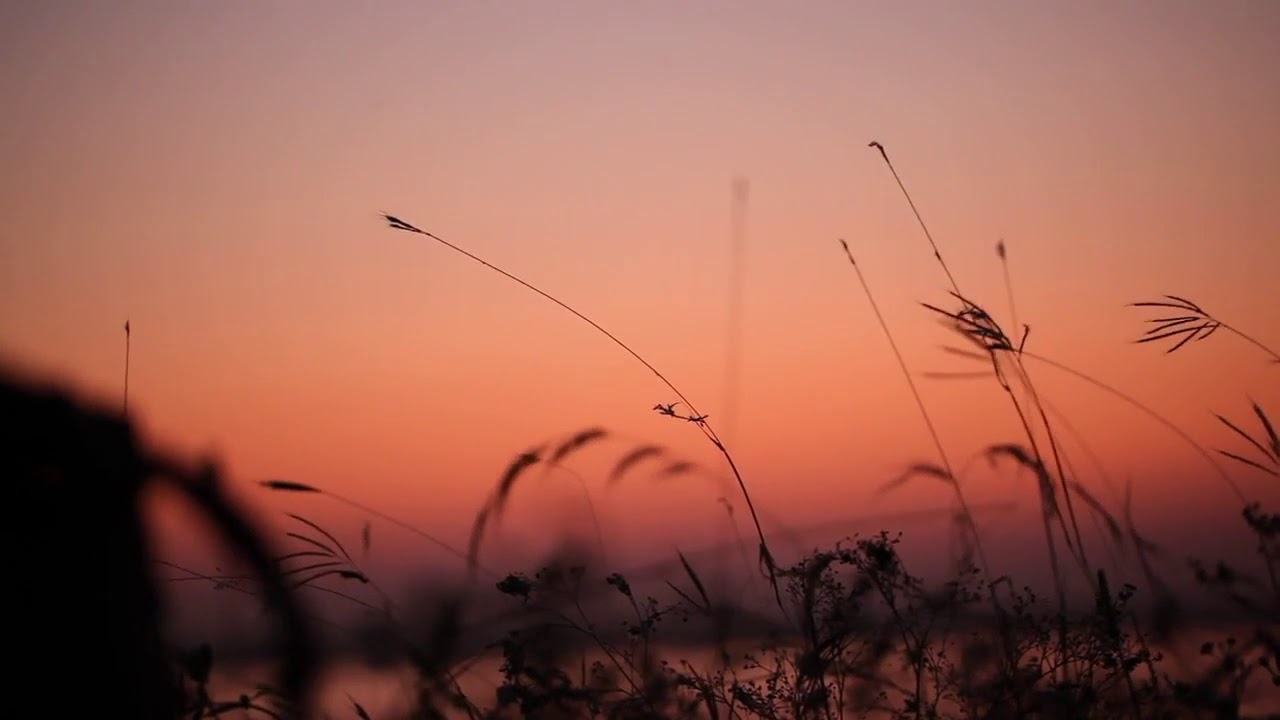 Sonido ambiente campo | Sonidos de la naturaleza en el campo | Descanso en ambiente de campo