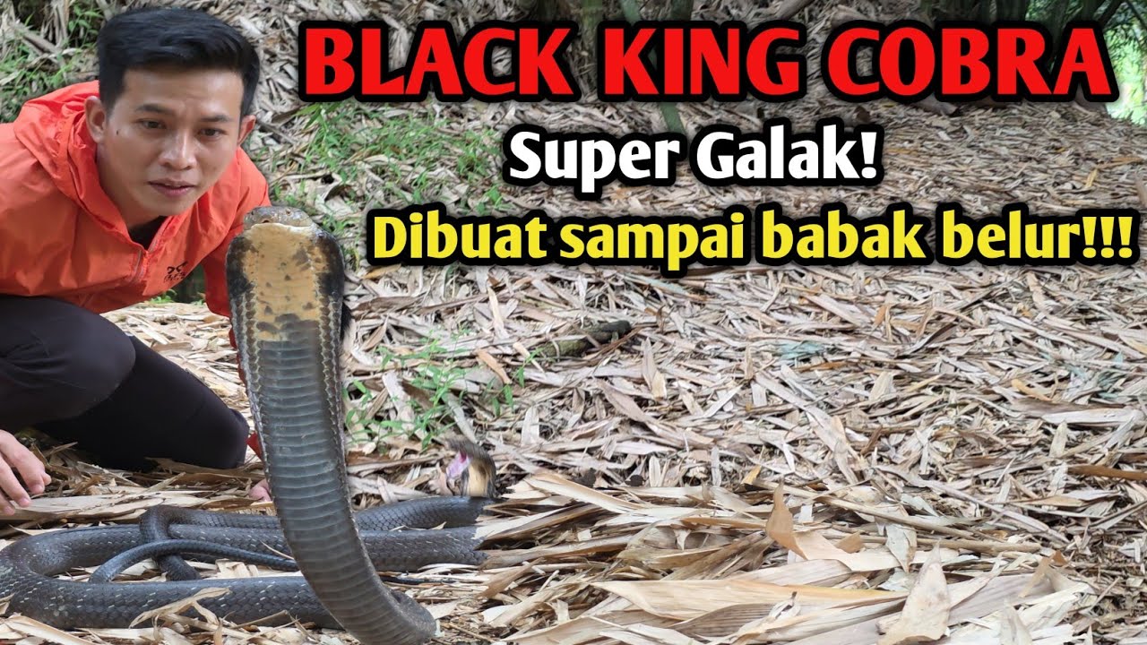 BLACK KING COBRA LEBIH GALAK DAN BRUTAL! SAMPAI KEWALAHAN DIBUATNYA! 
