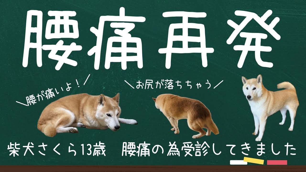 【腰痛再発】痛くて一時的に歩けなくなった柴犬さくら13歳(受診初日と翌日の様子)