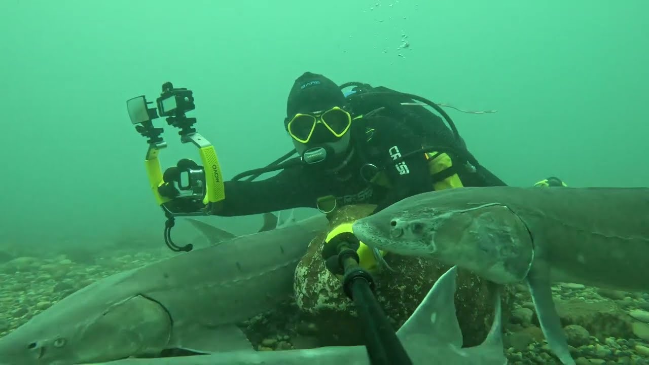 The BEST lake sturgeon dive
