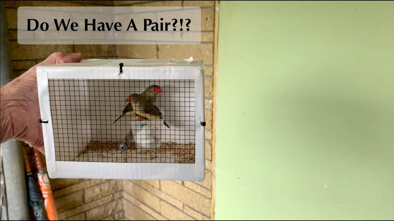 Getting Our Finches!!!