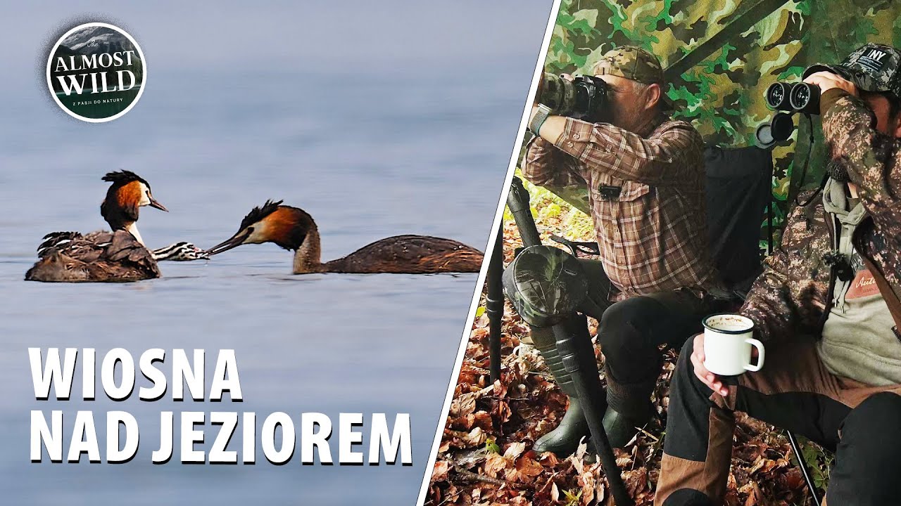 Wiosenna wyprawa pod namiot w deszczu   #pliszka #perkoz #trzciniak #sarna #bushcraft