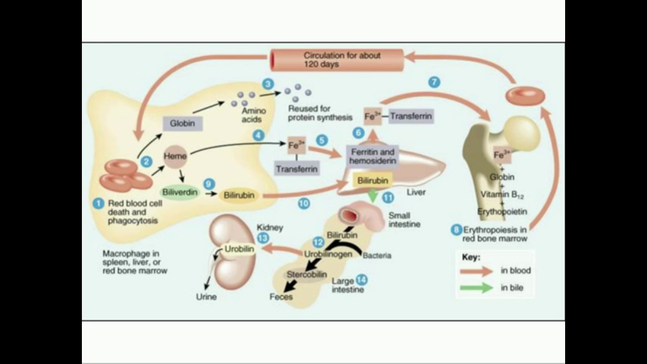 Heme Catabolism to Urobilin and Stercobilin