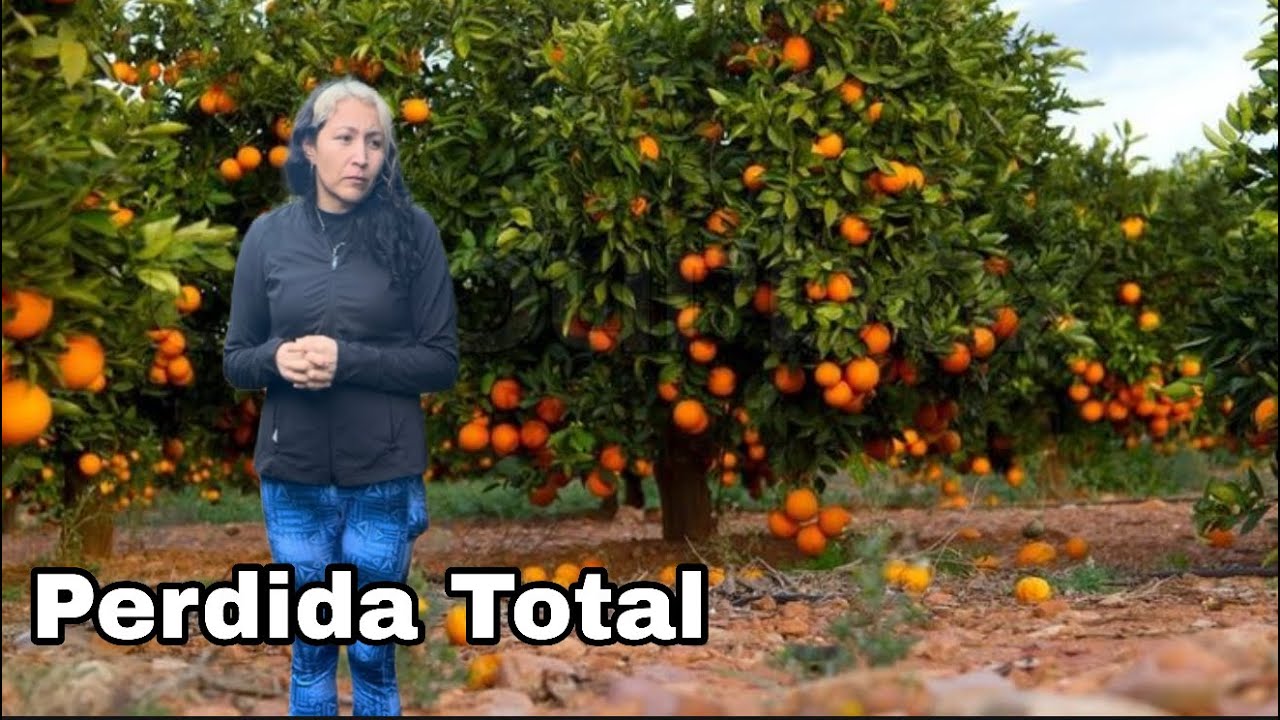 NUNCA LLEGO LA GENTE PERDIDA TOTAL/LA FRUTA YA SE ESTA CALLENDO DE LOS ARBOLES UNA LASTIMA 