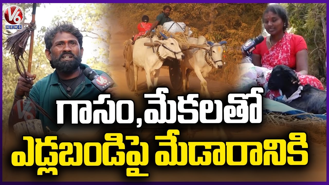 Devotee Travel 30 km on Bullock Cart to Reach Medaram Jatara | V6 News
