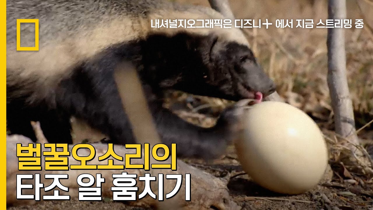 60cm 벌꿀오소리 VS 2.4m 타조! 타조알 쟁탈전!