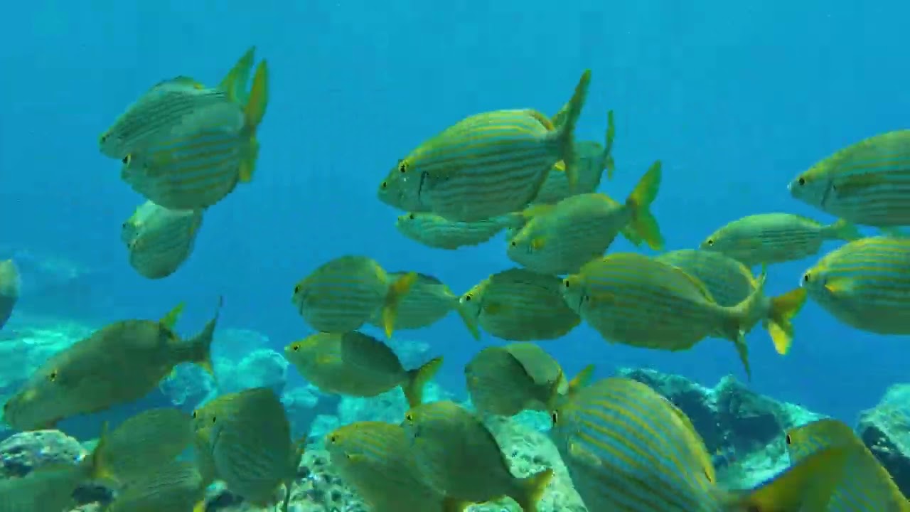 Snorkel a Radazul (Tenerife)