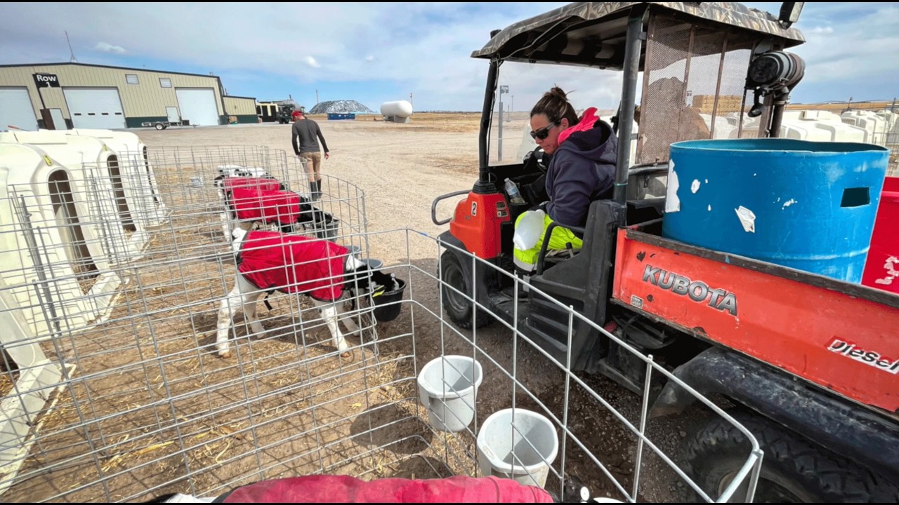 Agri-Plastics: Where Strong Calves Begin