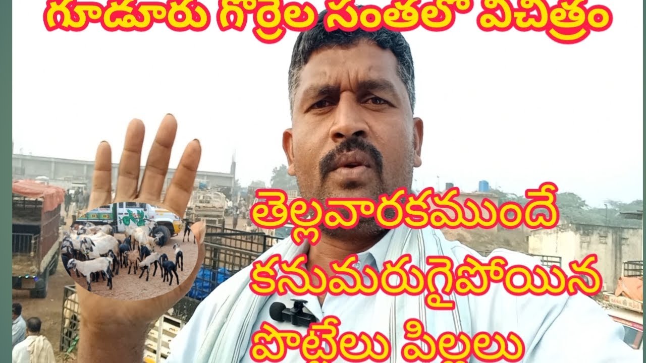గూడూరు గొర్రెల సంత#పొట్టేలు#కటింగ్ పర్పస్#dairy farm#rythu farming#natural sheeps