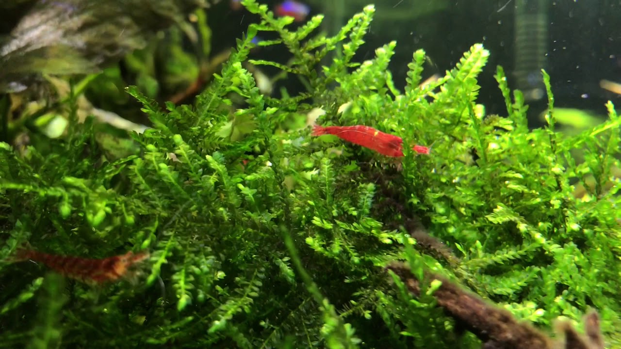 Majestic Evolution by Aquarium Gardens