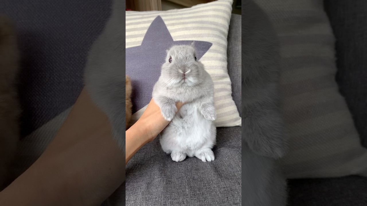 CUTEST SNIFFER IN TOWN #mybunny #pet #bunny #mycuterabbit #petrabbit #cute #rabbit #pets #smallpet