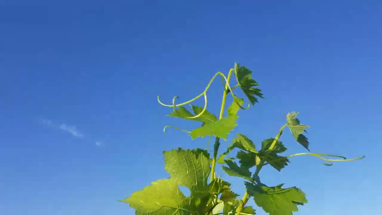Poda en Verde, el secreto de uvas m&aacute;s sanas.