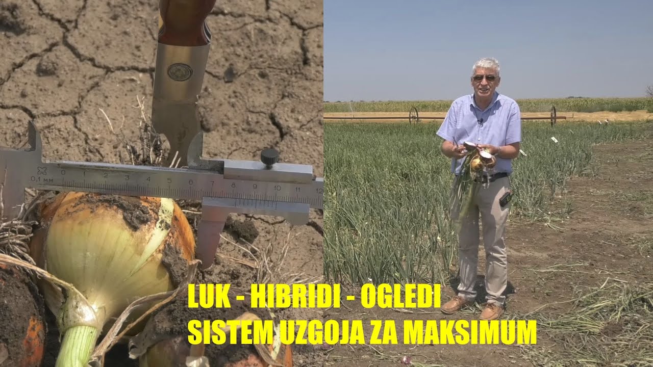 CRNI LUK - zalivanje - djubrenje - gustina - HIBRIDI - čuvanje - PRSKANJE protiv klijanja - direktna