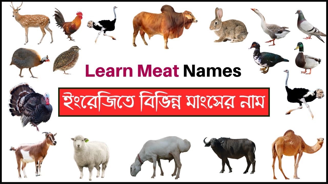ইংরেজিতে বিভিন্ন মাংসের নাম - Meat Names in English - Halal Animal Meat in Islam