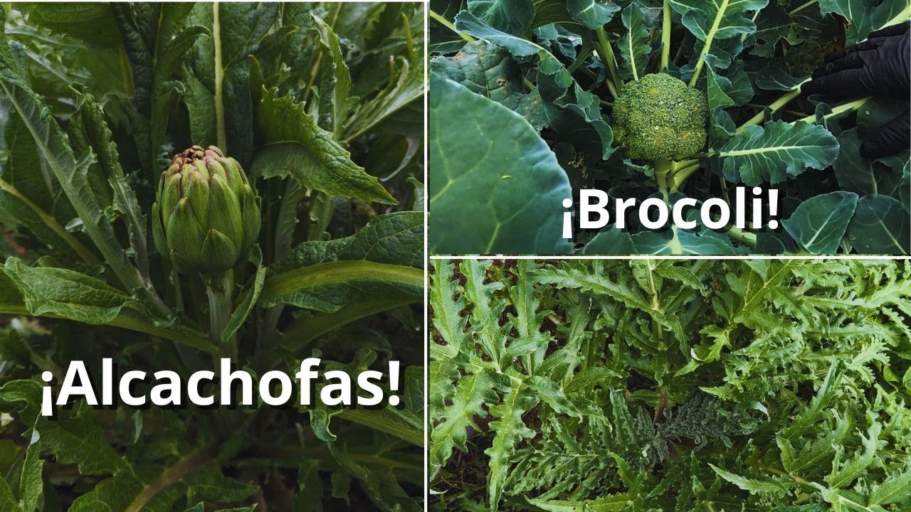 Cosecha de otoño primeros brócolis y alcachofas