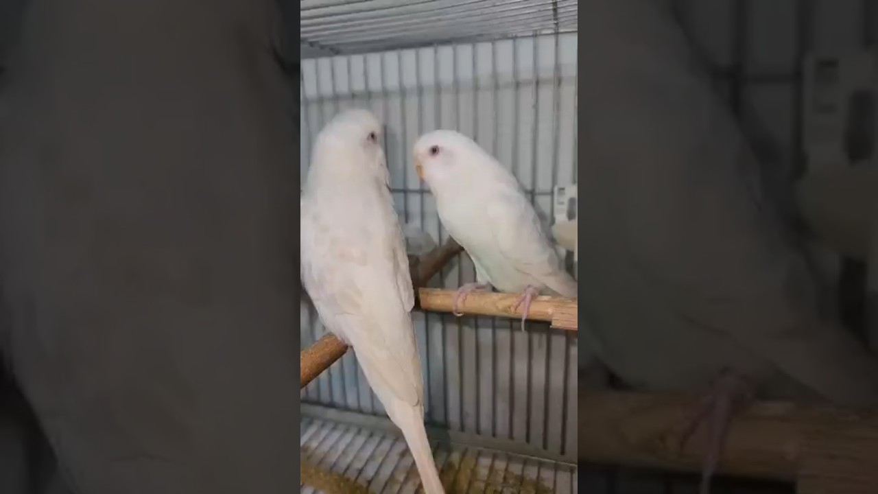 Lacewing ve albino kırmızı gözlü muhabbet kuşu çifti ve mor renk özel mutasyon yavruları