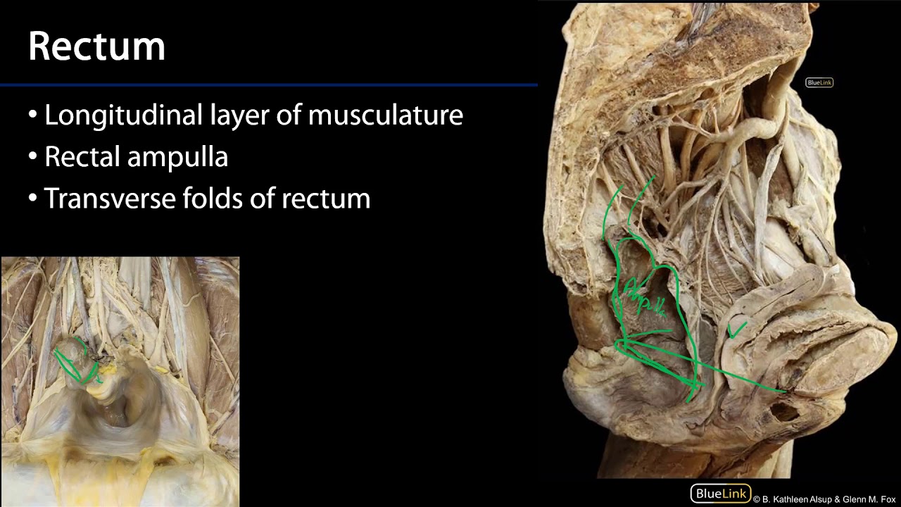 Rectum and Anal Canal M1 Perineum SDV