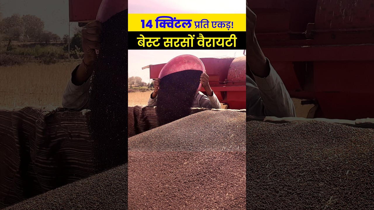 ज्यादा डालियाँ, ज्यादा दाने बेस्ट सरसों वैरायटी #sarso #farming #agrostar #agriculture #shorts