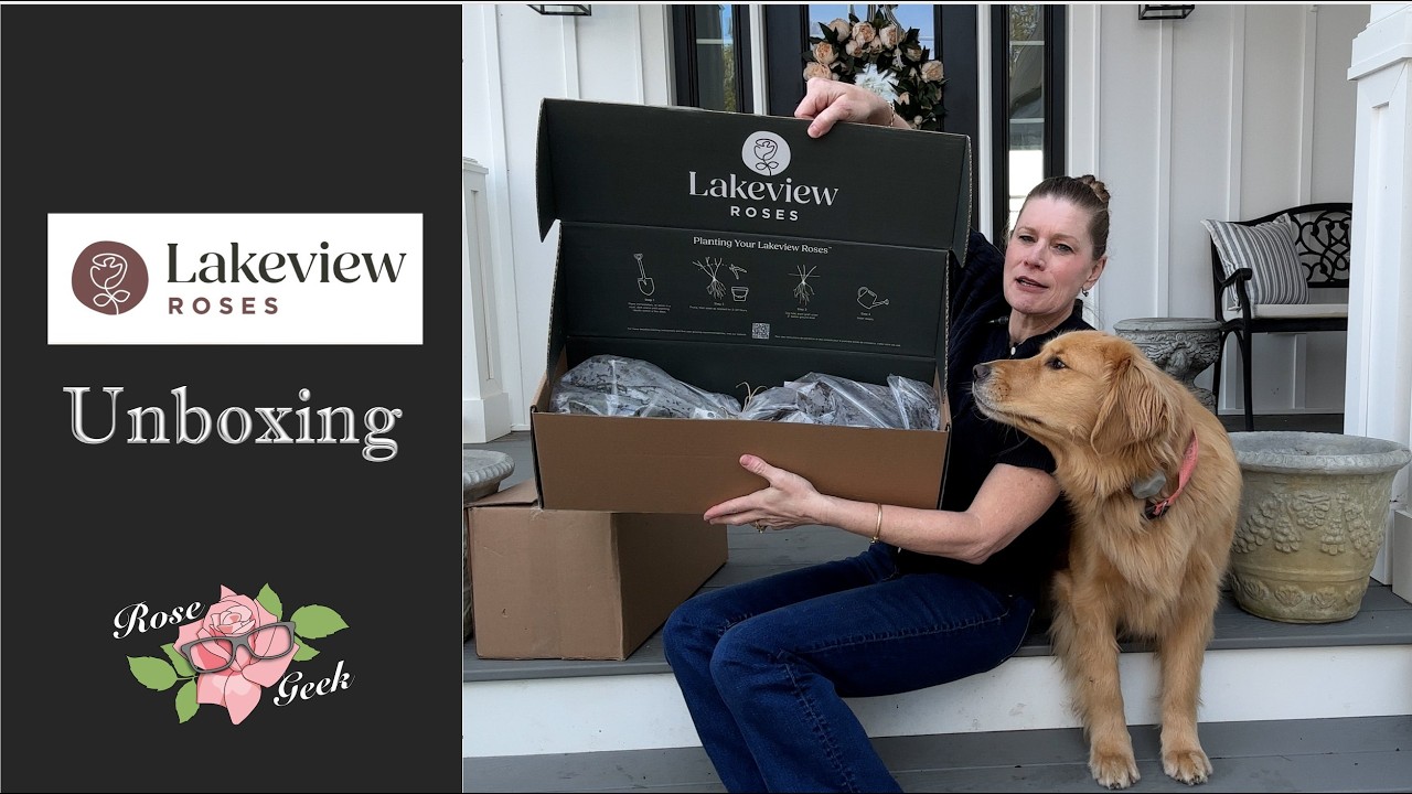 🌹NEW VENDOR UNBOXING/ Lakeview Roses from Canada / Free Rose