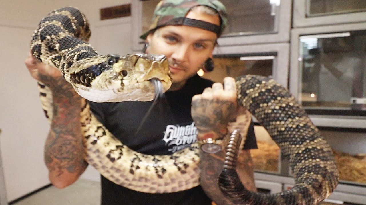 Cobras! Rattlesnakes! and Vipers! OH MY!