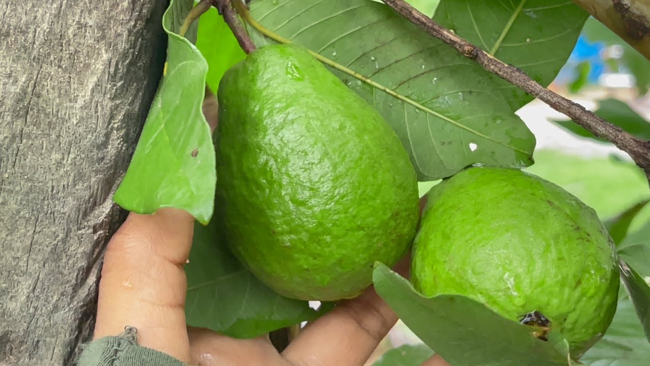 Come on, pick and eat guava with me.