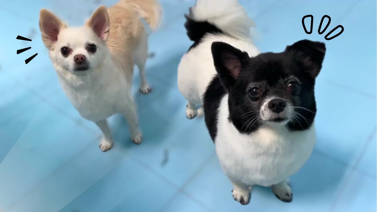 ¡BAUTIZAMOS A 2 CHIHUAHUAS DE PELO LARGO!🌮🇲🇽 MX