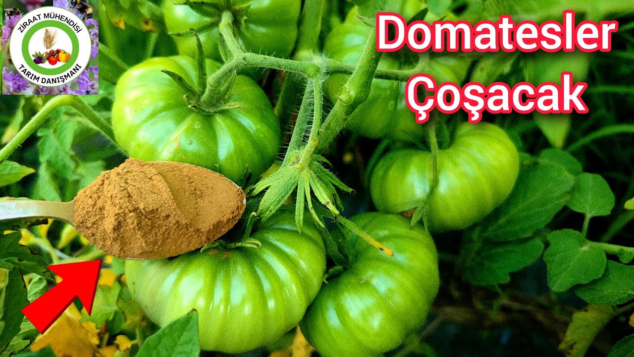 Bir Kaşık Uygulayın Anında Domatesler Coşacak Meyve Verecek🍅Salatalık Biberin Verimi 2 Kat Artacak