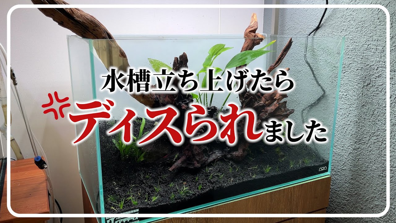 水槽立ち上げたらディスられた話【60cmニムファ水槽ep1】