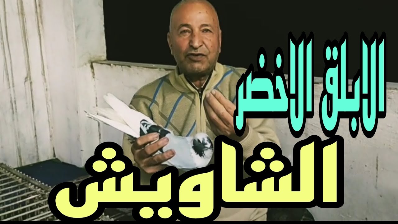 🔴 الابلق الاخضر تقليب و نش #الحمام_الغزار  الحاج فرحات