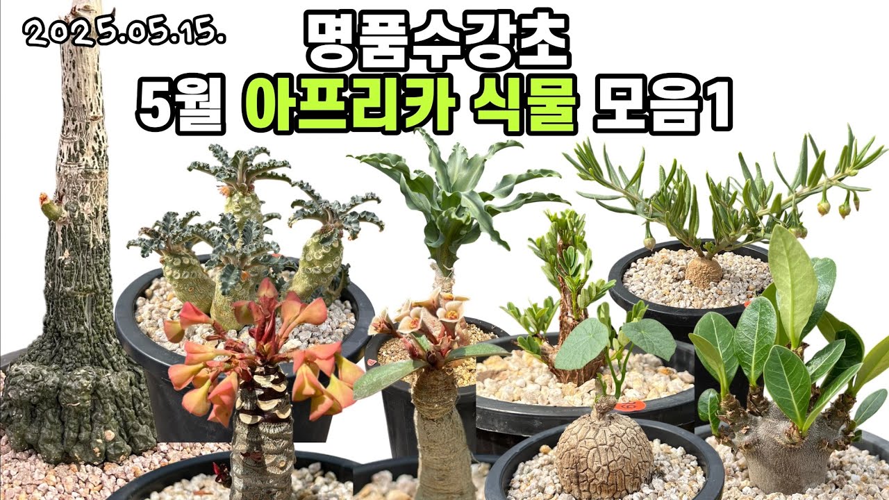 아프리카식물 모음1 명품수강초🌵25.05.15.