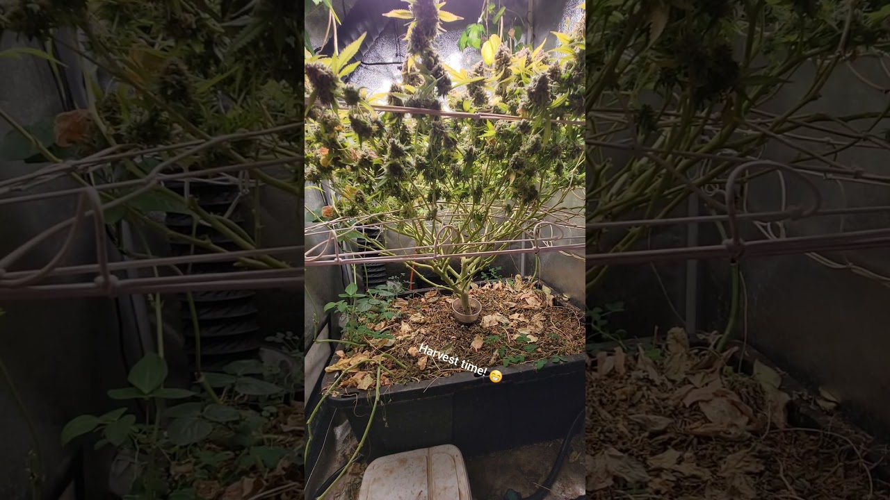 Barney's Farm Critical Kush, Day 76 of flower... Harvest time!